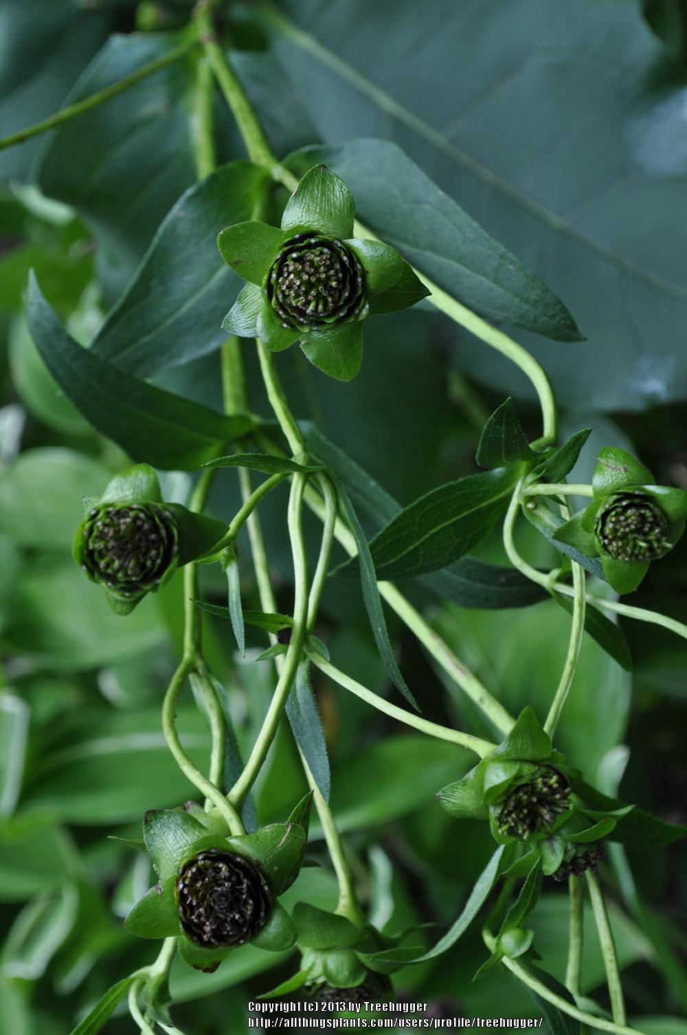 Photo of Cup Plant (Silphium perfoliatum) uploaded by treehugger