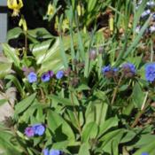 Used in planting with Pulmonaria 'Blue Ensign'.