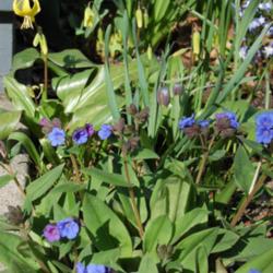 
Date: 2013-11-21
Used in planting with Pulmonaria 'Blue Ensign'.