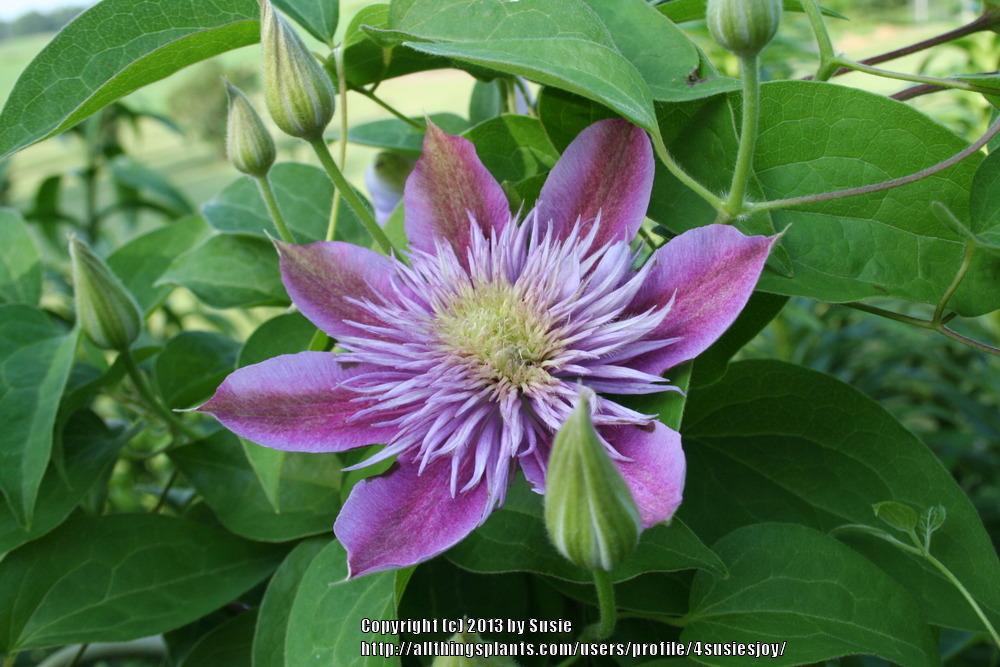 Photo of Clematis Josephine™ uploaded by 4susiesjoy