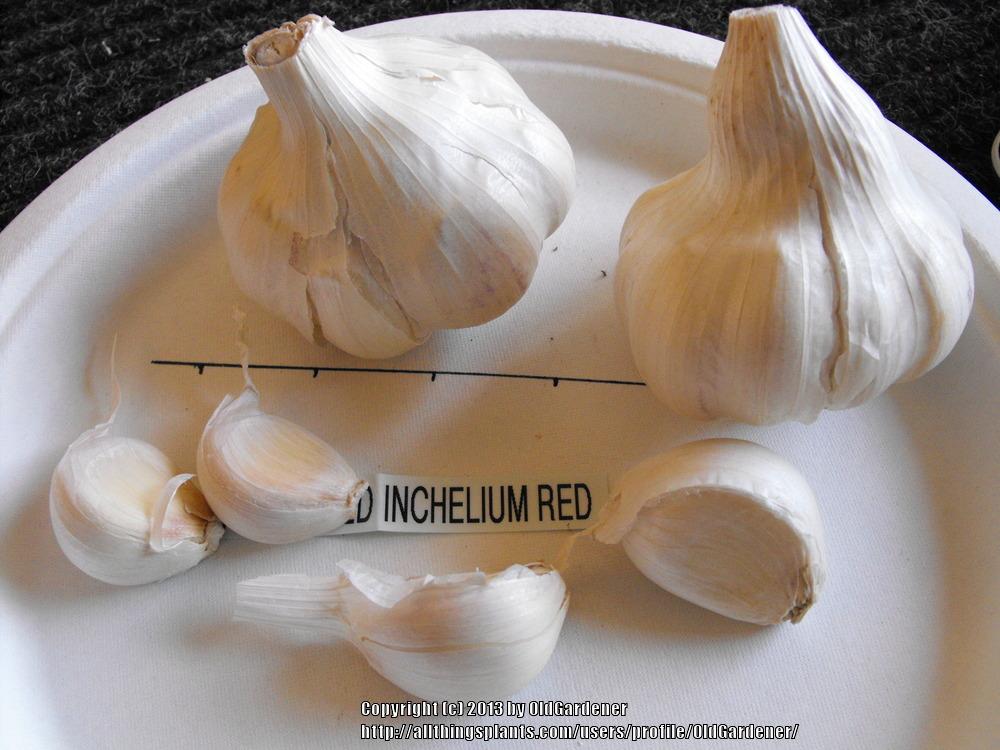 Photo of Softneck Garlic (Allium sativum 'Inchelium Red') uploaded by OldGardener