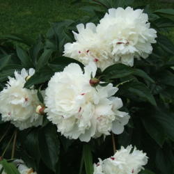 Location: Obelisk garden, full sun
Date: 2012-0526
This peony is well over 50 years old.