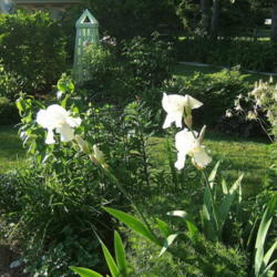 Location: Terrace garden left side.
Date: 2010-0520