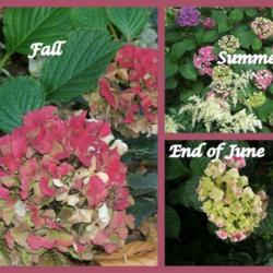 
Date: Various
Collage showing three seasons.