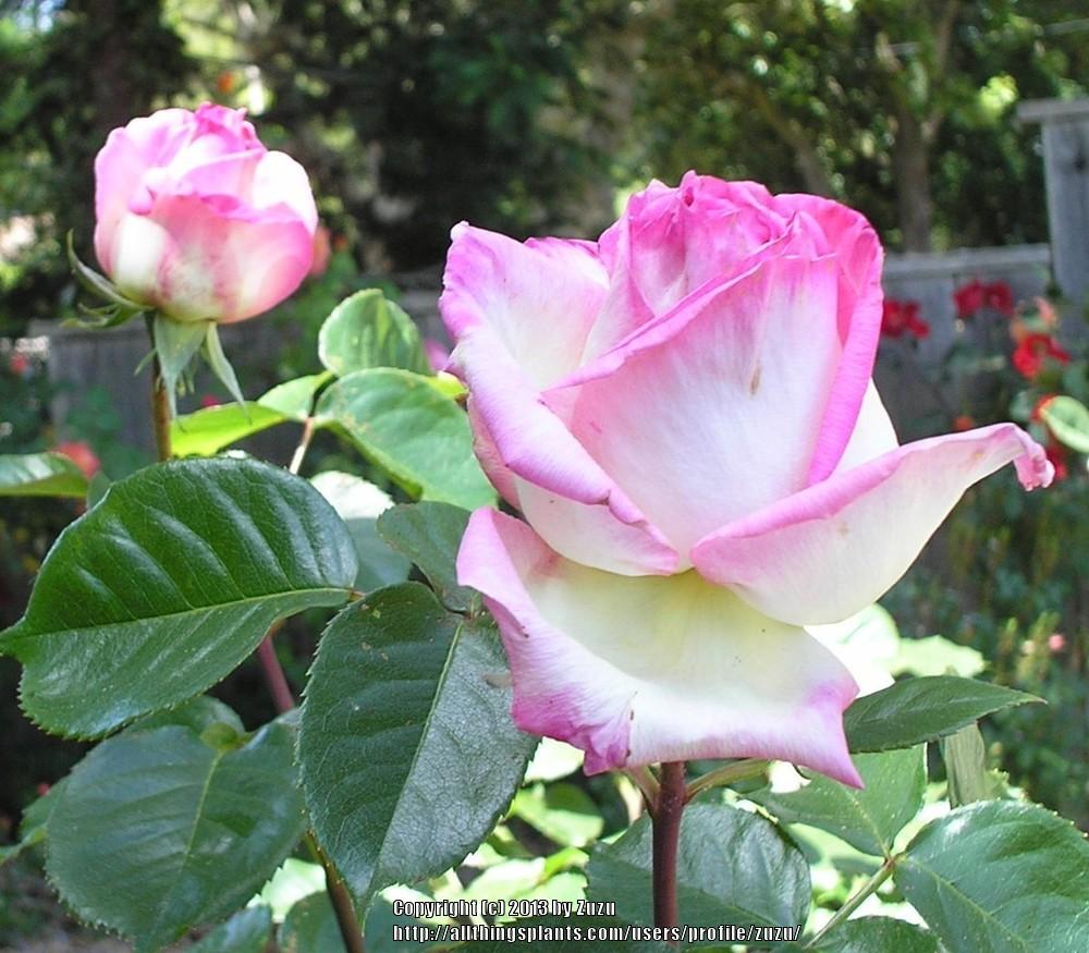 Photo of Rose (Rosa 'Princesse de Monaco') uploaded by zuzu