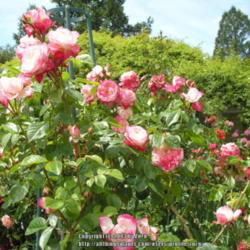 Location: In my Northern California garden
Date: 2011-05-22