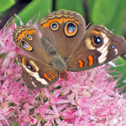 Location: My Gardens
Date: Summer 2013
Very Close View #Pollination #Butterflies