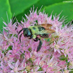 Location: My Gardens
Date: Summer 2009
Close Up View #Pollination #Bees