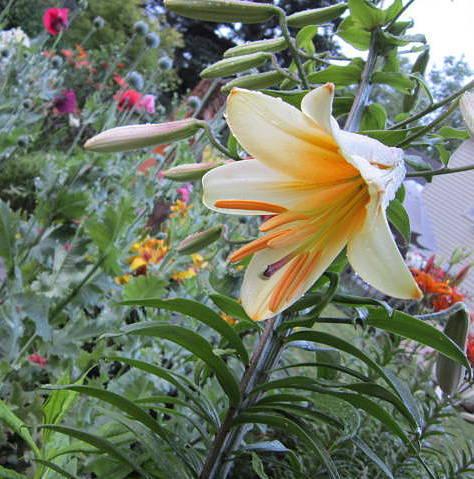 Photo of Lily (Lilium 'Orania') uploaded by ge1836