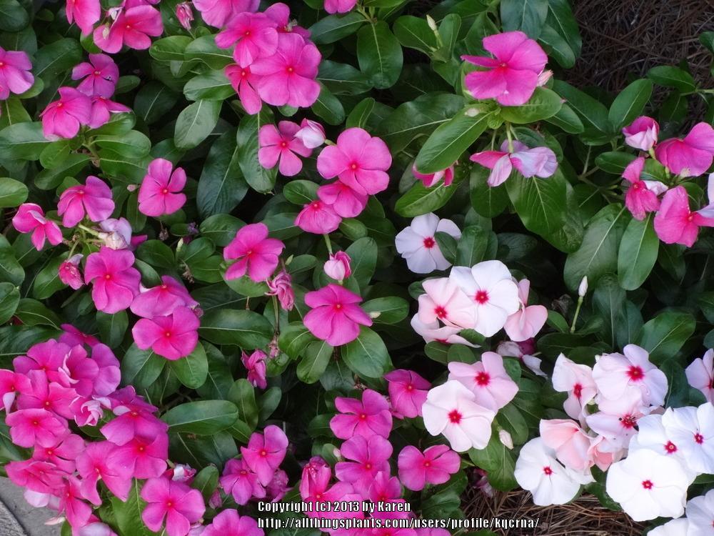 Photo of Vinca (Catharanthus roseus) uploaded by kqcrna
