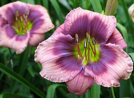 Photo of Daylily (Hemerocallis 'Heaven's in There') uploaded by stephenkelly505