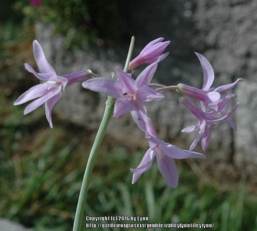 Photo of Variegated Society Garlic (Tulbaghia violacea 'Silver Lace') uploaded by valleylynn