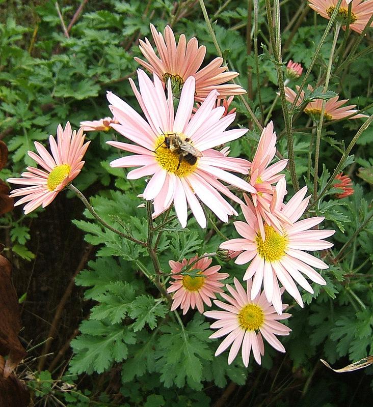 Photo of Hardy Chrysanthemum (Chrysanthemum x rubellum 'Clara Curtis') uploaded by pirl