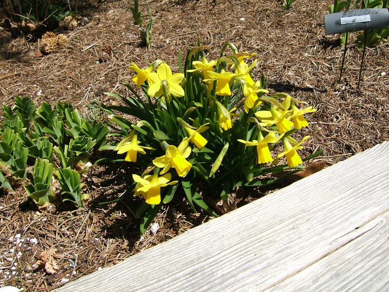 Photo of Daffodil (Narcissus 'Tete-a-Tete') uploaded by pirl