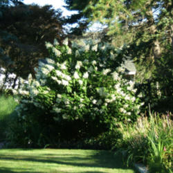 Location: Tardiva garden
Date: 2011-0812
Garden setting.  7:30 AM