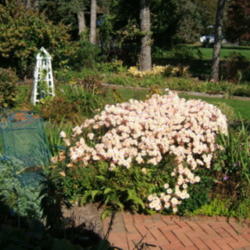 Location: Terrace garden left side.
Date: 2012-1022