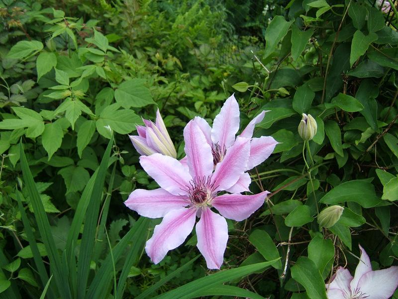Photo of Clematis 'Nelly Moser' uploaded by pirl
