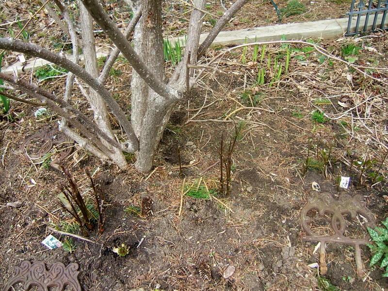 Photo of Panicle Hydrangea (Hydrangea paniculata 'Tardiva') uploaded by pirl