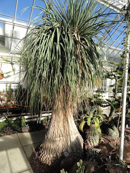 Photo of Ponytail Palm (Beaucarnea recurvata) uploaded by robertduval14
