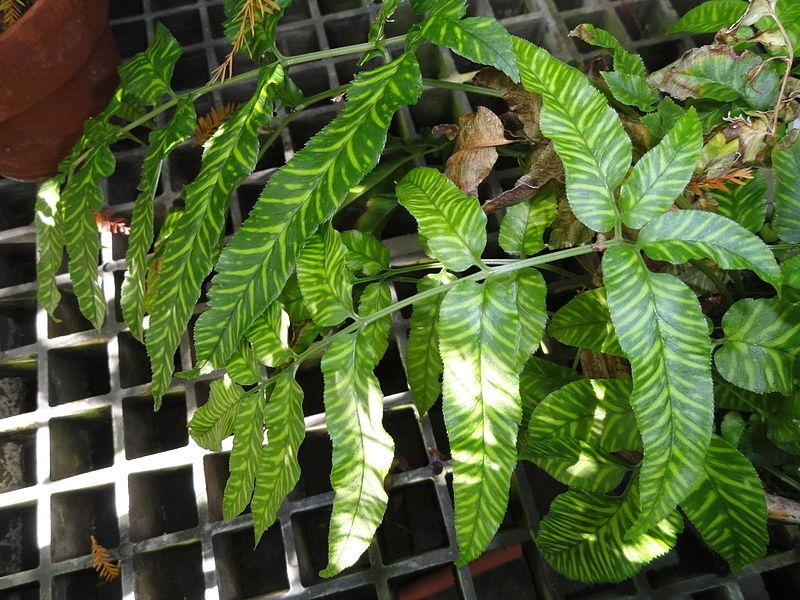 Photo of Variegated Chinese Bamboo Fern (Coniogramme emeiensis 'Variegata') uploaded by robertduval14
