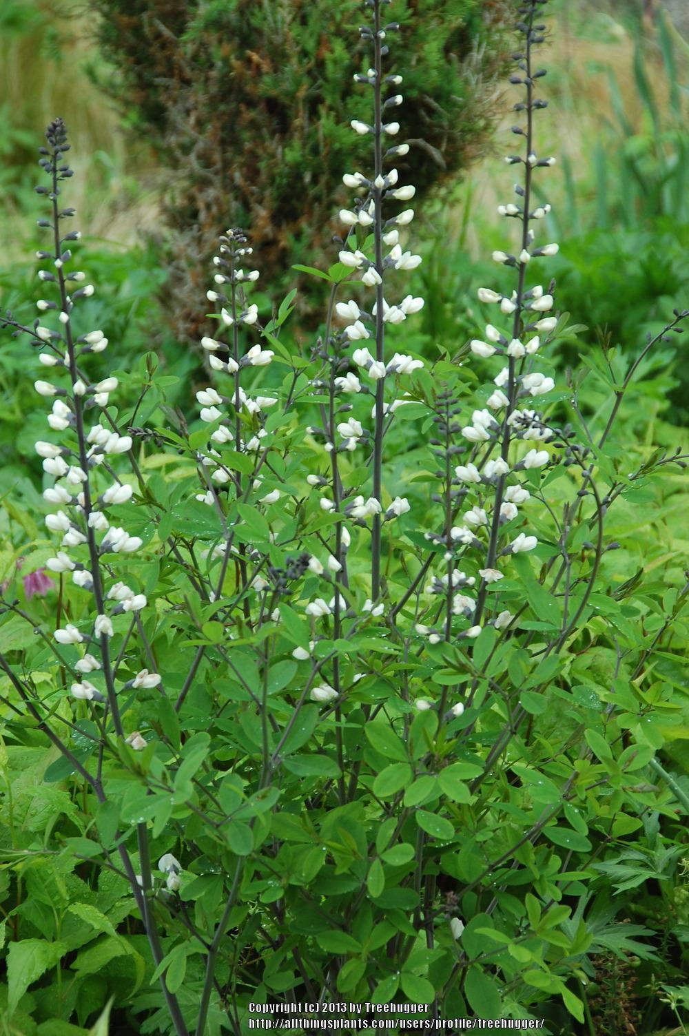 Photo of the entire plant of White Wild indigo (Baptisia alba) posted