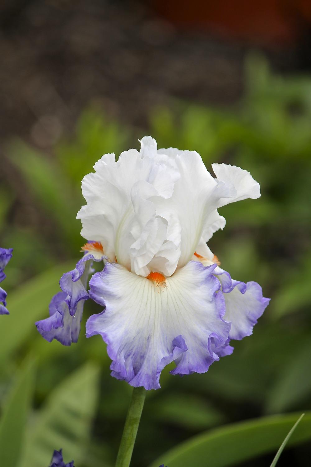 Photo of Tall Bearded Iris (Iris 'Restless Heart') uploaded by ARUBA1334