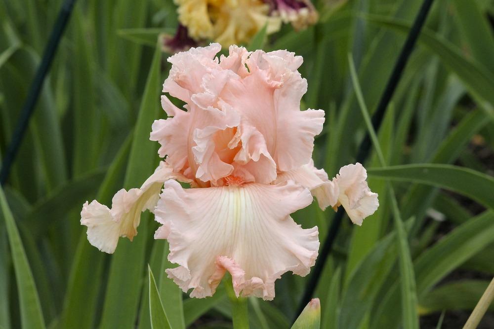 Photo of Tall Bearded Iris (Iris 'Romantic Lyric') uploaded by ARUBA1334