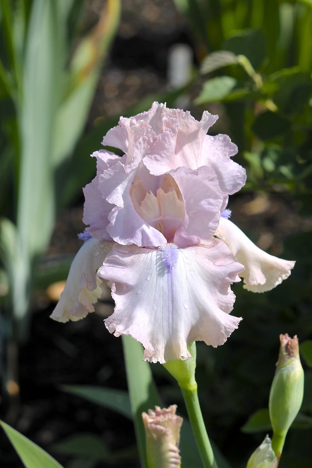 Photo of Tall Bearded Iris (Iris 'Howler') uploaded by ARUBA1334