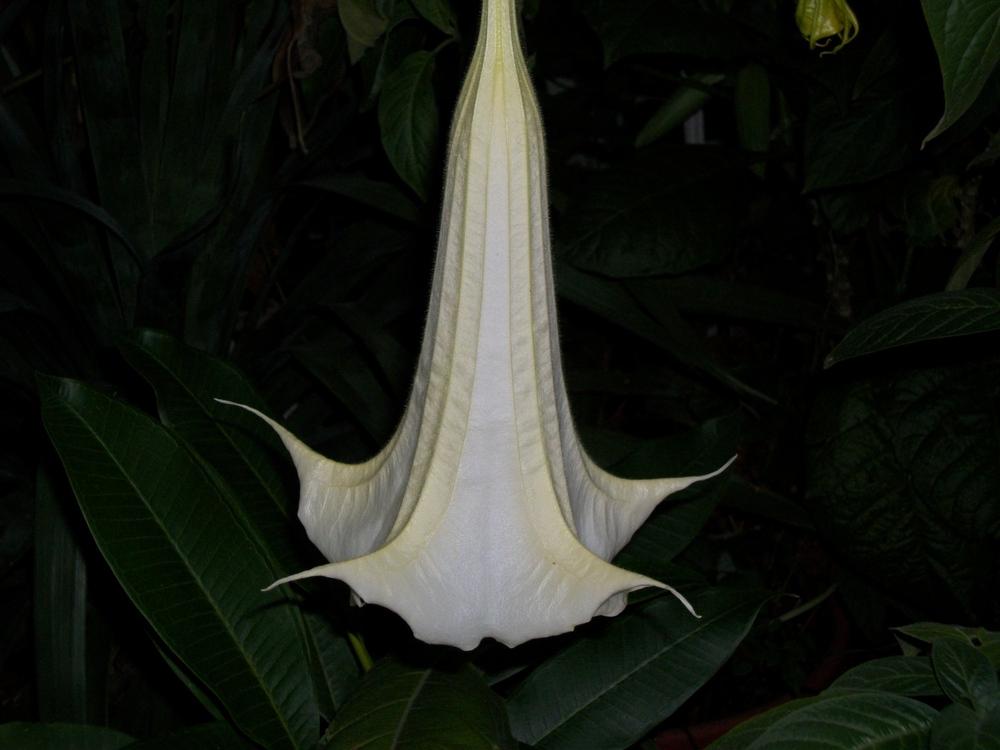 Photo of Angel Trumpet (Brugmansia 'Kyle's Giant White') uploaded by Rhapsody616