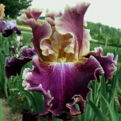 Location: Indiana
Date: May 2013
Tall bearded iris