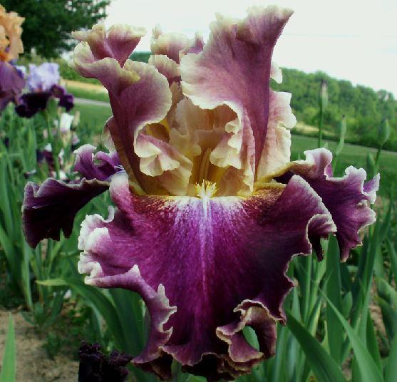 Photo of Tall Bearded Iris (Iris 'Montmartre') uploaded by diggit