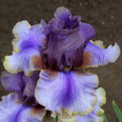 Tall bearded iris 'American Maid'