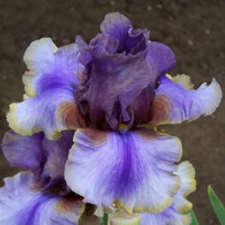
Tall bearded iris 'American Maid'