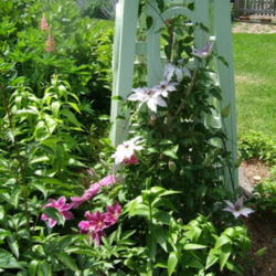 Location: Obelisk garden
Date: 2012-0513
Blooming above clematis 'Dr. Ruppel'