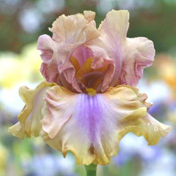 Photo of Tall Bearded Iris (Iris 'Rainbow Shadows') uploaded by Calif_Sue