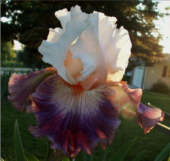 Photo of Tall Bearded Iris (Iris 'Pop Idol') uploaded by diggit