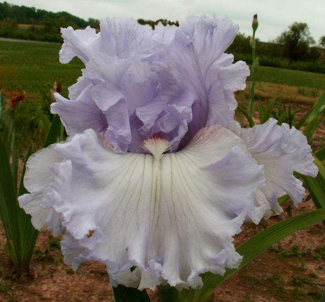 Photo of Tall Bearded Iris (Iris 'Royal Sterling') uploaded by diggit