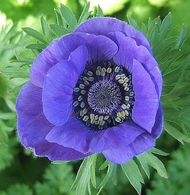 Anemones Plant Care and Collection of Varieties