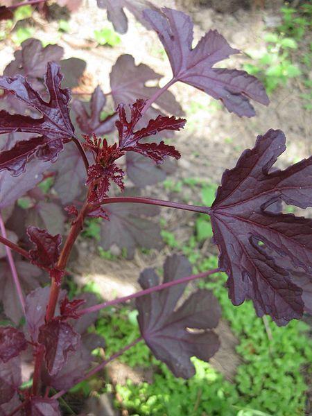 Photo of Red-Leaf Hibiscus (Hibiscus acetosella) uploaded by robertduval14