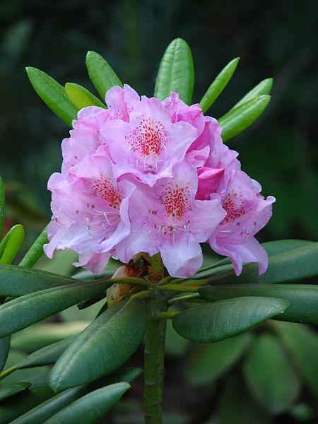 Photo of Catawba Rhododendron (Rhododendron catawbiense) uploaded by robertduval14