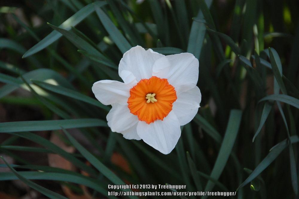 Photo of Small-Cupped Daffodil (Narcissus 'Barrett Browning') uploaded by treehugger