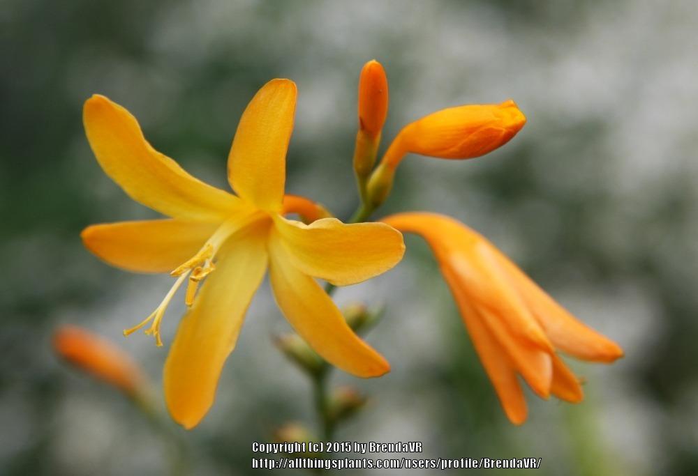 Photo of Montbretia (Crocosmia x crocosmiiflora 'George Davison') uploaded by BrendaVR
