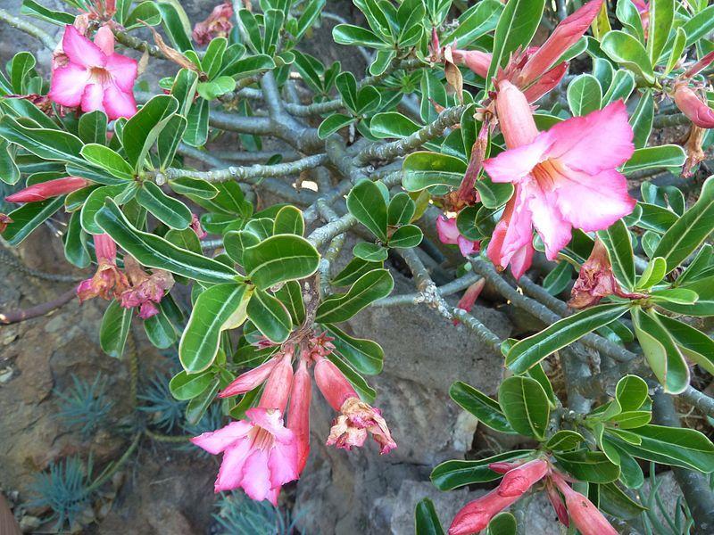 Photo of Desert Rose (Adenium obesum subsp. swazicum) uploaded by robertduval14
