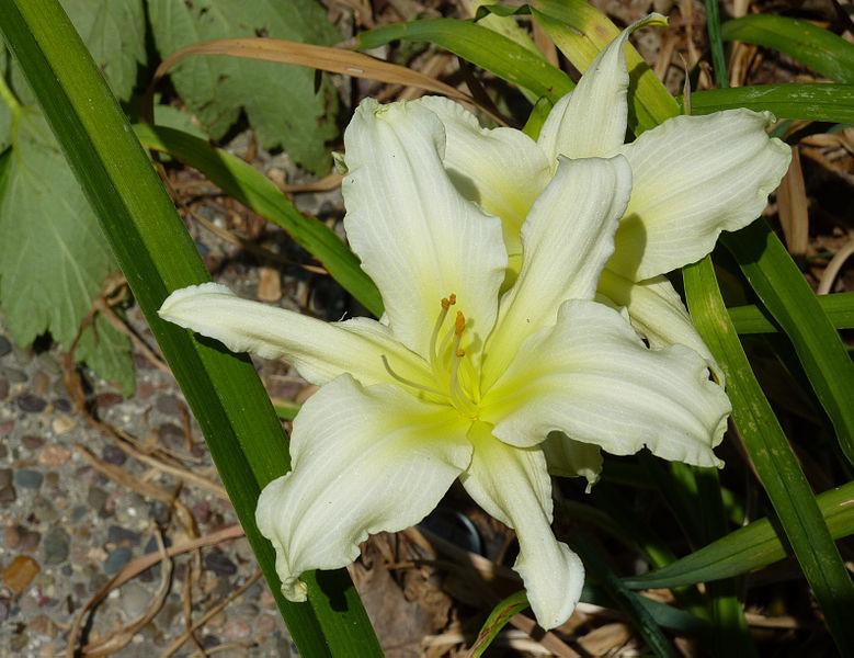 Photo of Daylily (Hemerocallis 'White Satin') uploaded by robertduval14