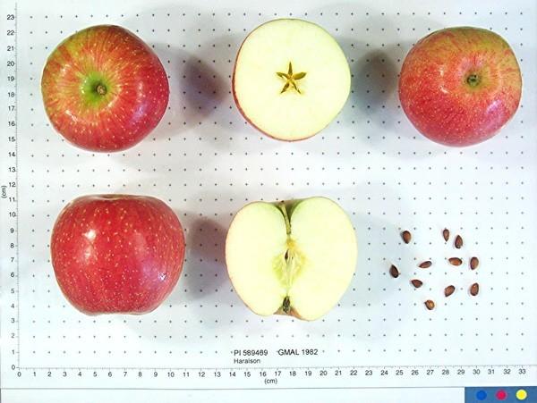 Photo of Apple (Malus domestica 'Haralson') uploaded by vic