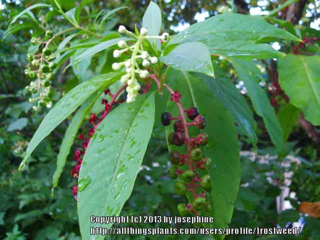 Photo of Pokeweed (Phytolacca americana) uploaded by frostweed