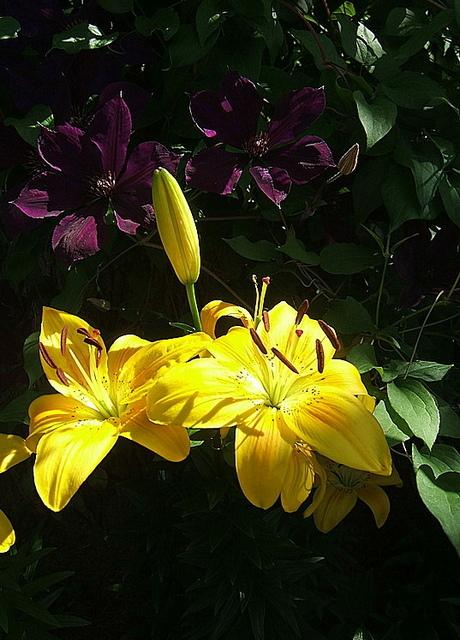 Photo of Lilies (Lilium) uploaded by pirl