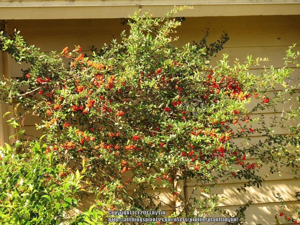 Photo of Firethorn (Pyracantha coccinea) uploaded by plantladylin