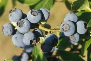 Photo of Half-high Highbush Blueberry (Vaccinium corymbosum 'Northland') uploaded by vic