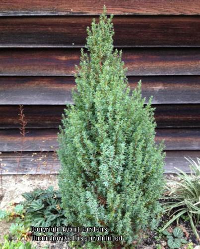 Photo of Common Juniper (Juniperus communis 'Compressa') uploaded by vic
